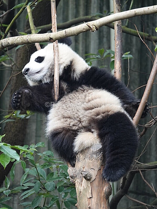 CHINA__0072 - China 2019