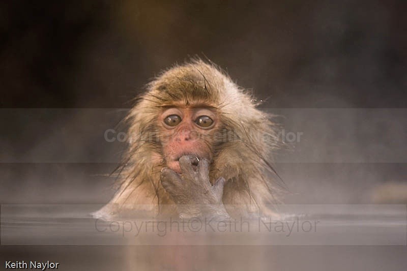 Japanese Macaque Snow Monkey in hot spring
