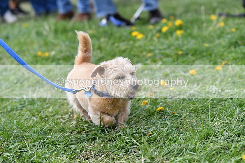 WJ5_0322 - Class 7 Best Terrier