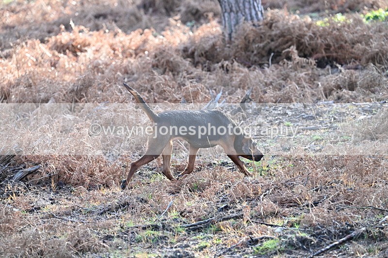 WJ7_7580 - Line 3 (no line 4 or 5)