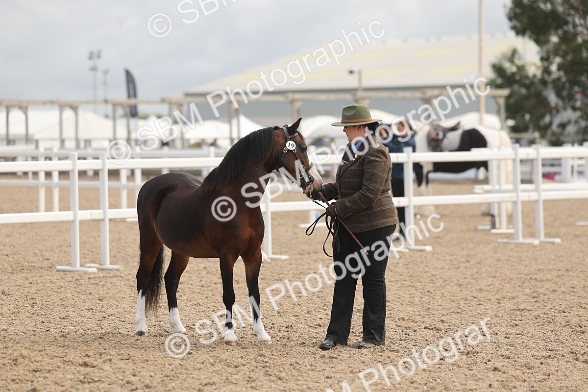 SBM_04475 - Class 18 - Handsomest Gelding (IH or Ridden)