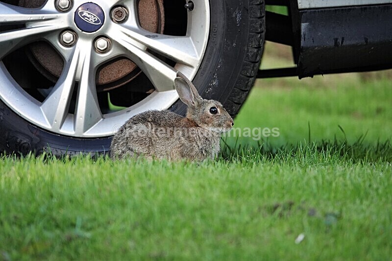 DSC07721 - SEPT 2020 STAYCATION