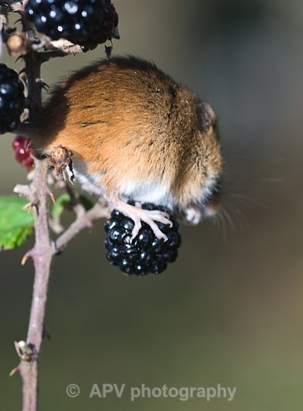 _DSC8367 - Bob's Harvest Mice.