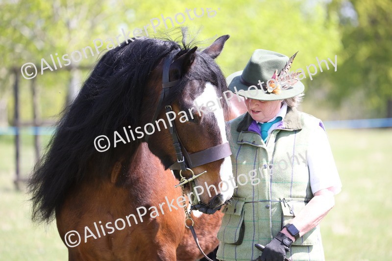 20250427-3012 - Class 27 - Coloured Horse and Pony