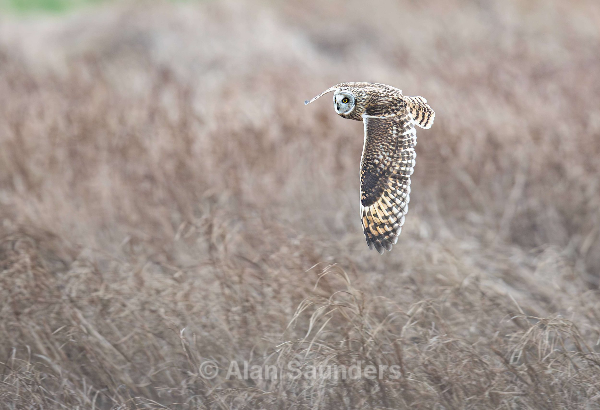 Short Eared Owl