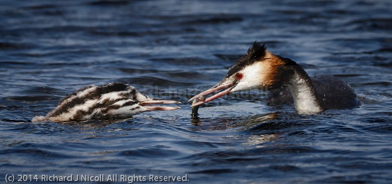 Great Crested Grebe (Podiceps cristatus) adult feeding juvenile - Great Crested Grebe (Podiceps cristatus)