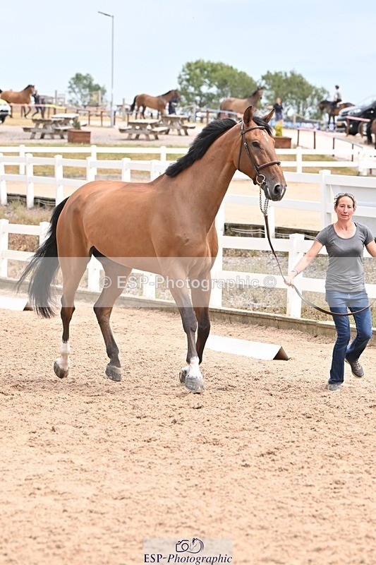 250716-144857-01430 - Trot Up 2.30 to 3.30