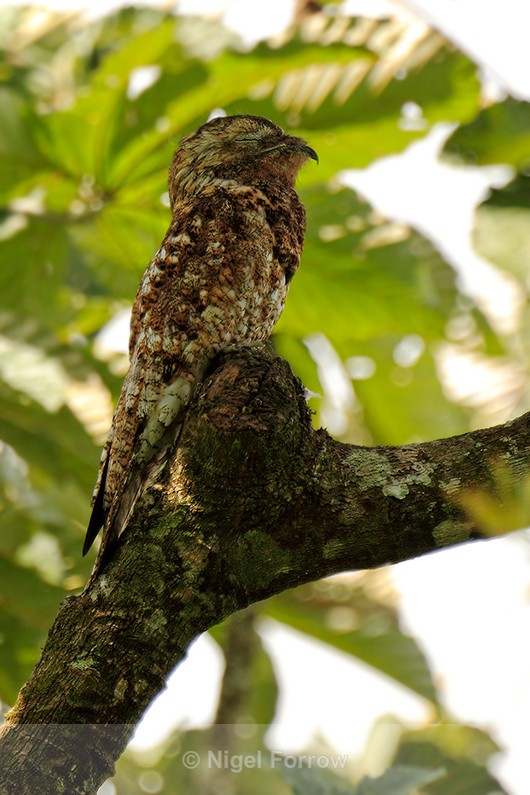 Common Potoo roosting, Costa Rica - Common Potoo