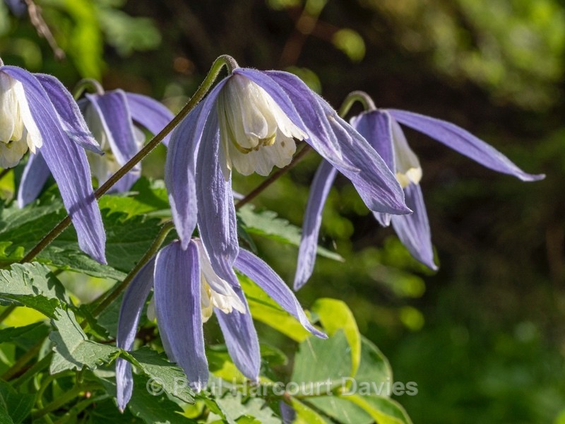 Alpine Clematis (Clematis alpina) - Wild Flowers