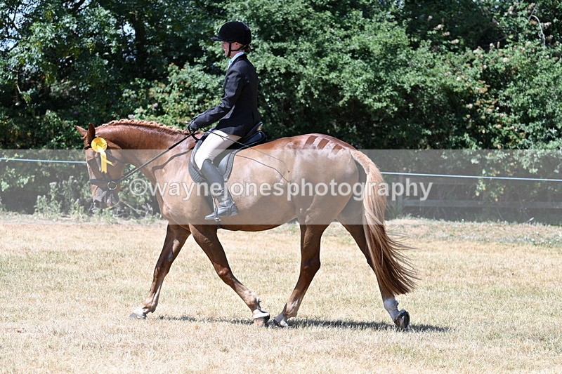 WJ7_3222 - Class 7 Riding Club Show Horse