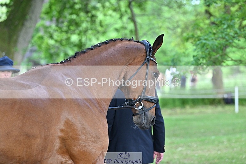 250521A-163143-01197 - C-229-Ellie.Healy-BALLADEER.JUST.FOR.KICKS