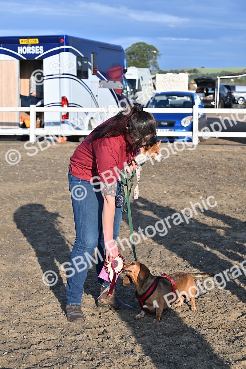 SBM_09411 - Lorry Dogs