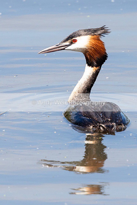 20180529-Woolston8E0A6464 - Gt. Crested & Little Grebes