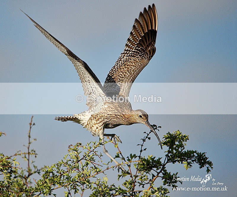 260620 -1094a - Nature