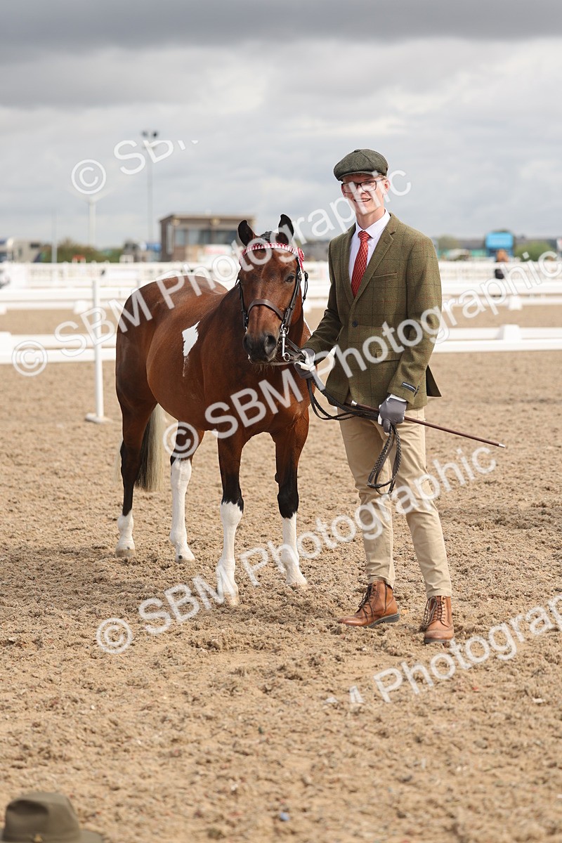 SBM_04425 - Class 18 - Handsomest Gelding (IH or Ridden)