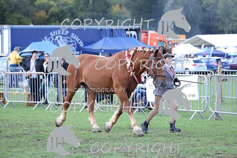 APP_3441 - Class 6 Young Handlers