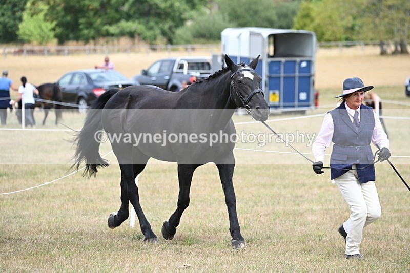 WJ6_5970 - Class 19 In-hand Veterans (Uploaded correct folder)