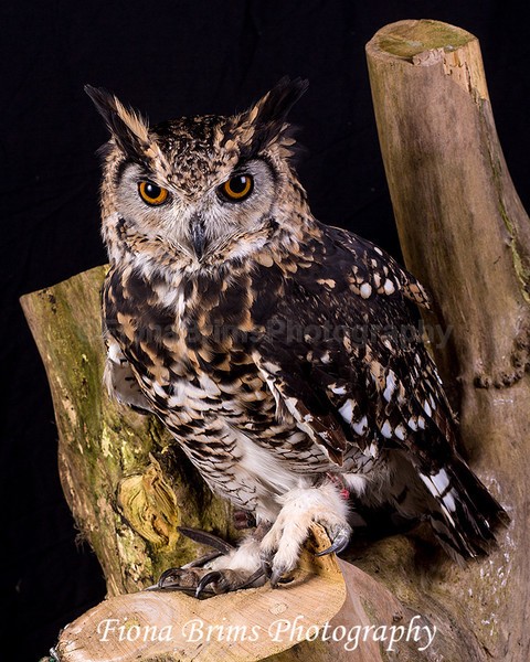 birds studio-4 - Birds of Prey