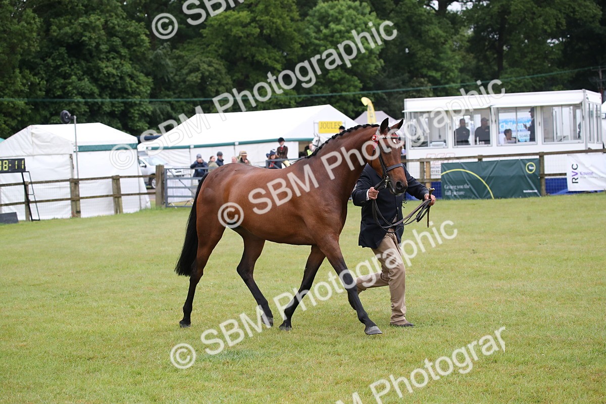SBM_00152 - Class 17-20 - Arab & Part Bred - Anglo Arab In Hand
