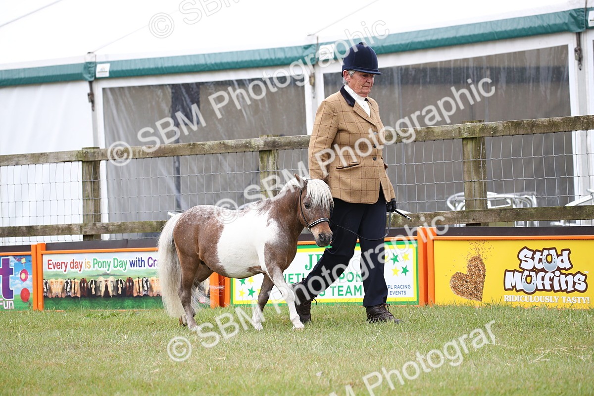 SBM_03677 - Class 23-25 - British Miniature Horse of the Year