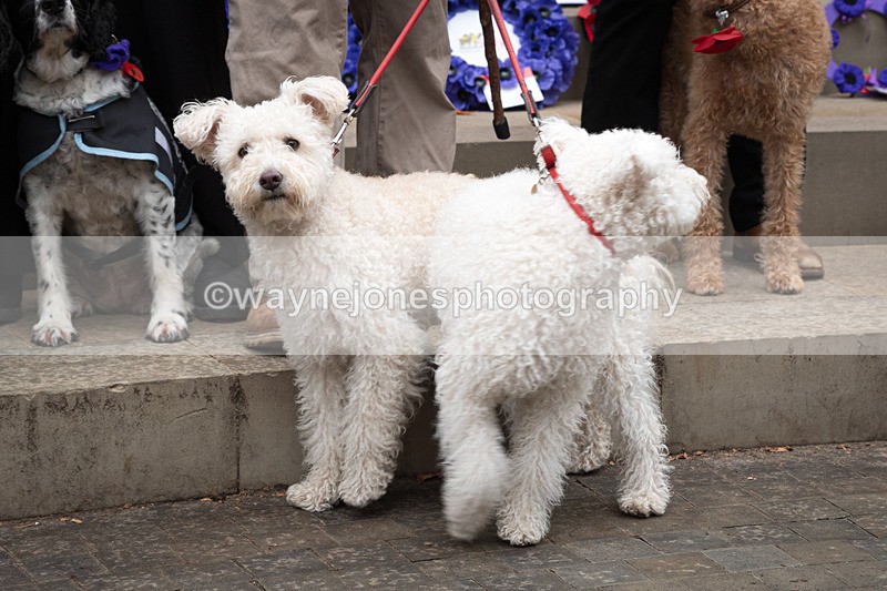 Z62_4694 - Animals In War Memorial 2025 - Park Lane, London