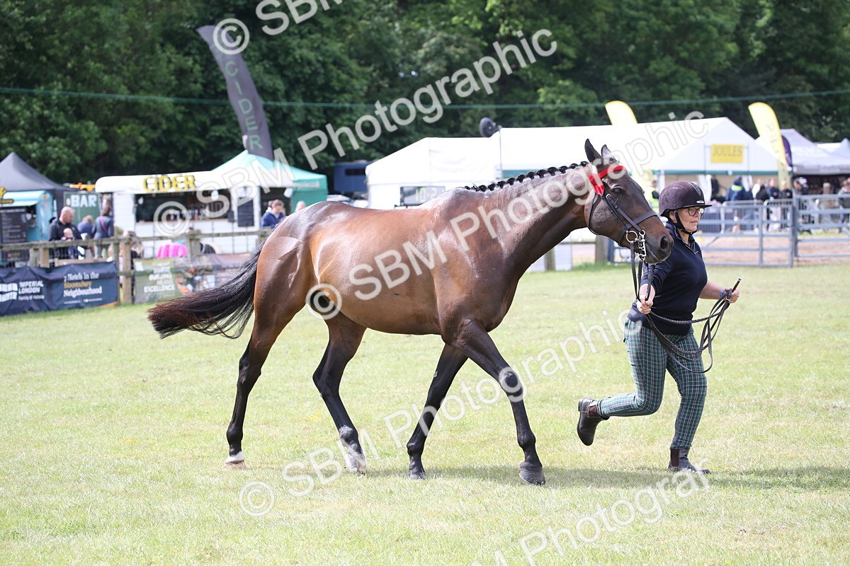 SBM_13252 - Class 95-96 - LIHS BSHA Rising Star Hack Riding Horse