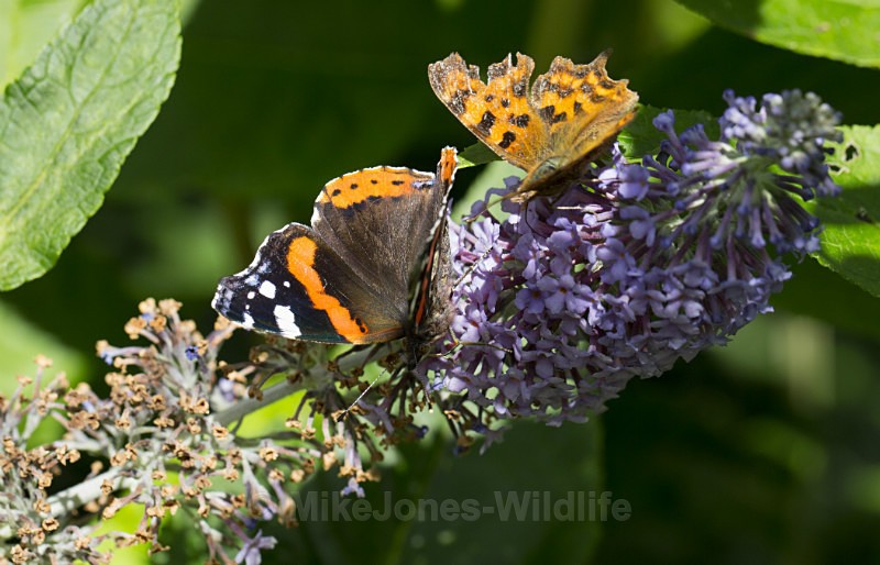 Red Admiral & Comma - BUTTERFLIES