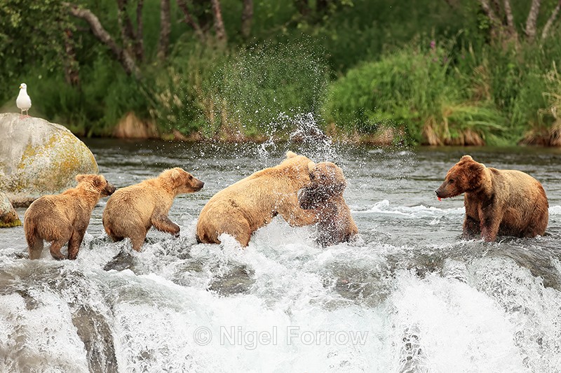 Brown Bear fight over salmon, Brooks Falls, Alaska - Brown Bear