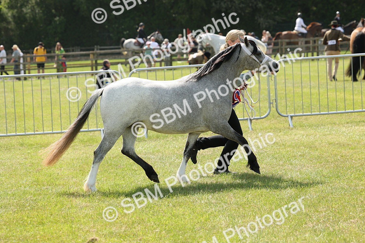 SBM_02387 - Class 6-13 - Mountatin and Moorland In Hand Welsh Breeds