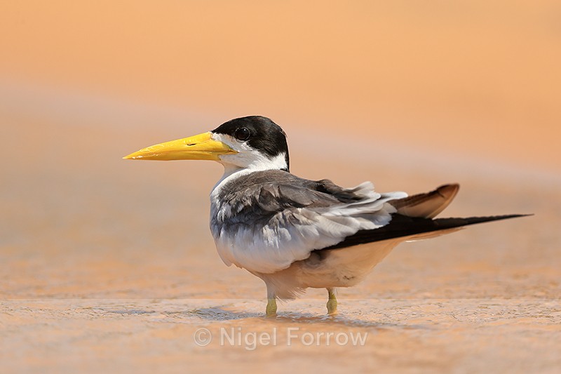 Large-billed Tern, Rio Sao Lourenco, Mato Grosso, Brazil - Large-billed Tern