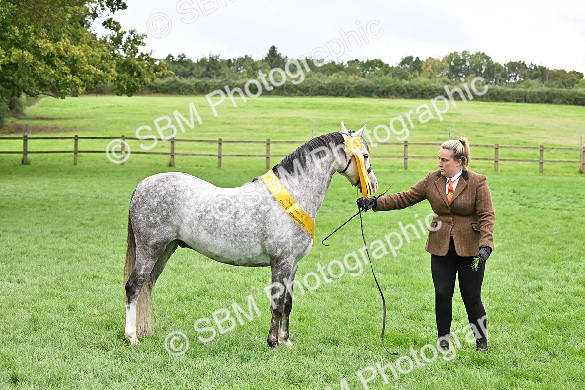 SBM_61036 - S48 - Mountain & Moorland In Hand Small Breeds