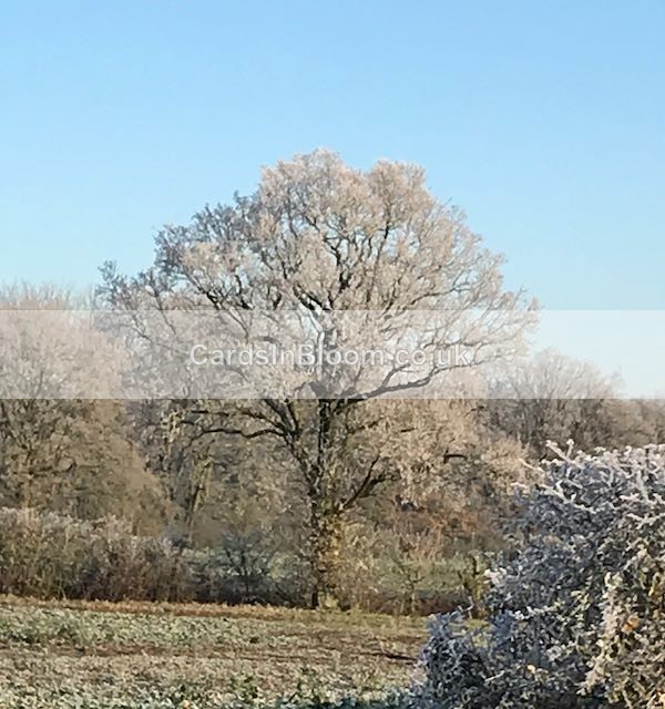 12 Winter Hoar Frost - WINTER 2020 /21