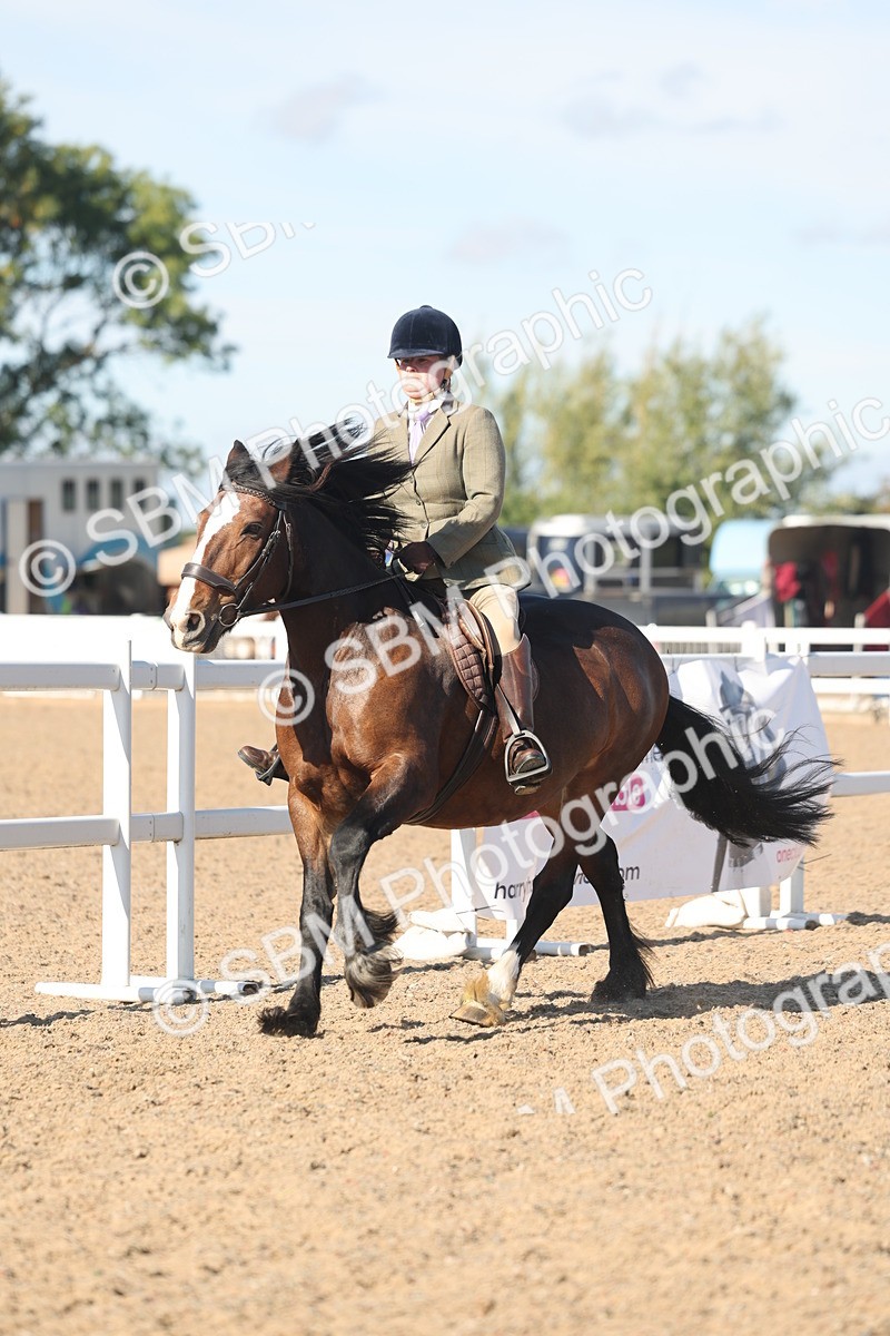 SBM_12346 - Class 304 - Ridden part Bred Horse Pony