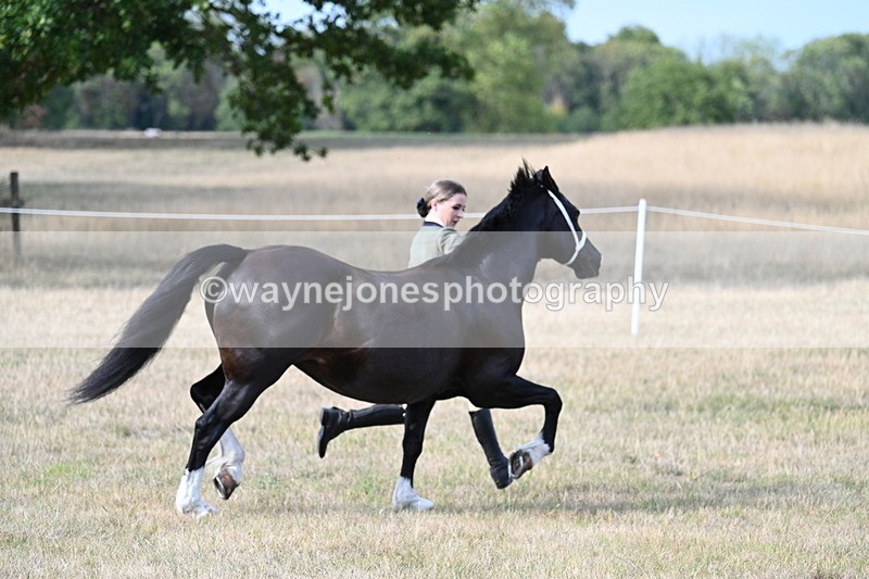 WJ7_8235 - In-hand Championship