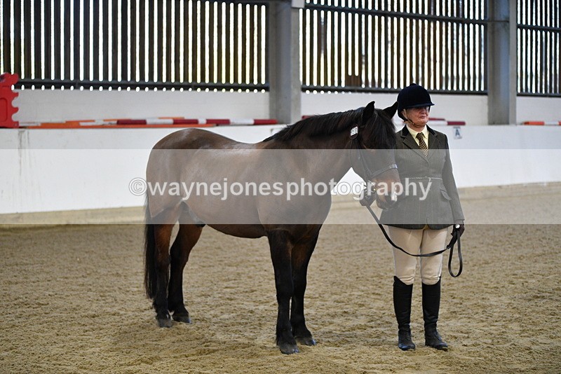 WJ5_3561 - Class 5 In Hand Veterans