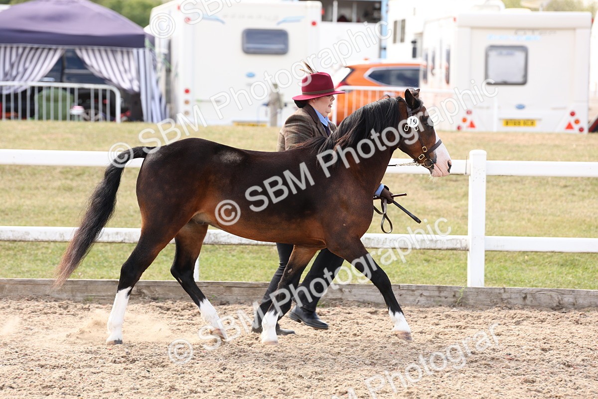 SBM_15034 - Class 209 - IH Veteran Pony