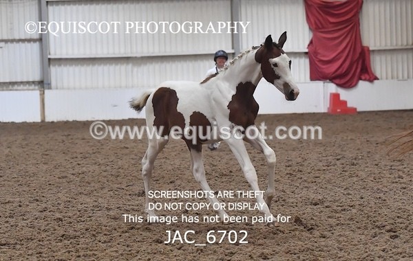 JAC_6702 - 15 Ziggy of Westoak