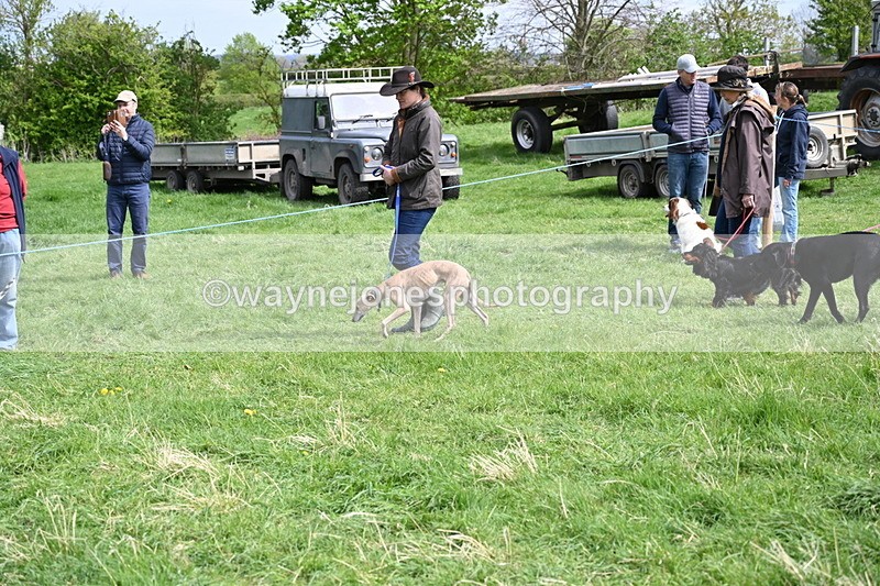 WJ6_8828 - Class 8 Best Working / Gun Dog or Bitch