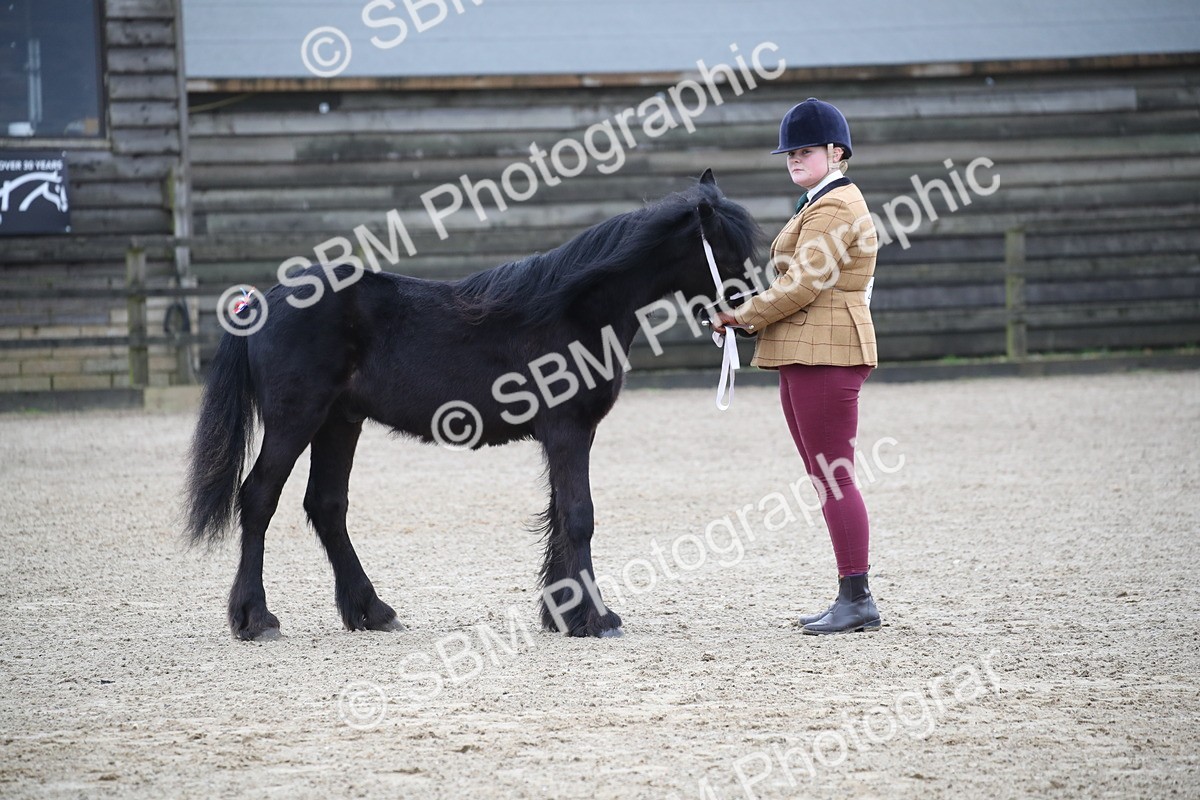 SBM_003992 - Class 1-4 - Young Stock classes Inc. In Hand Championship