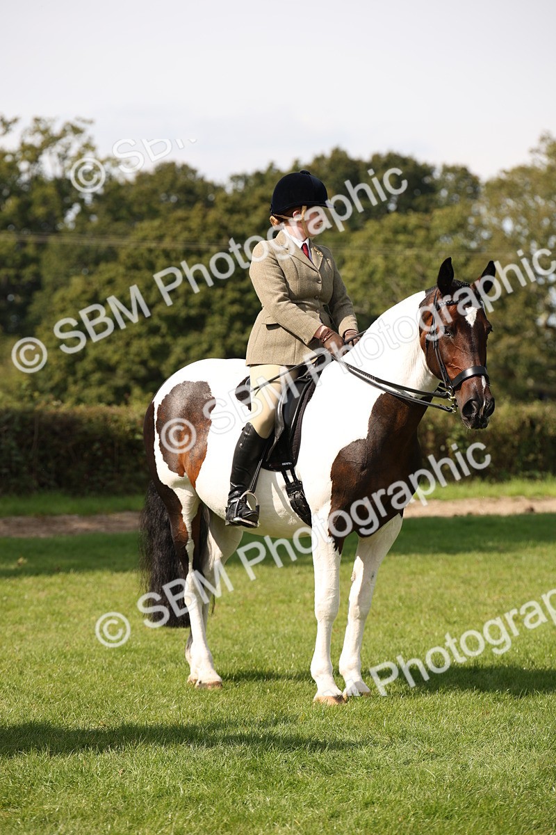 SBM_70105 - S65 - Piebald & Skewbald Horse Ridden