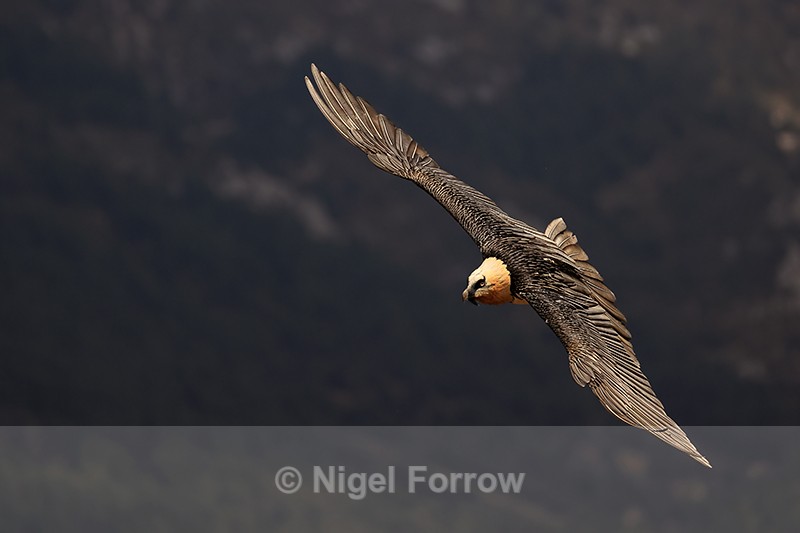 Lammergeier banking, Pre-Pyrenees, Catalonia, Spain - Lammergeier