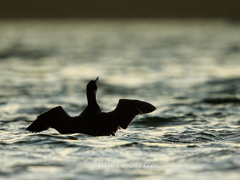 Great Northern Diver silhouette, Farmoor Reservoir - Great Northern Diver