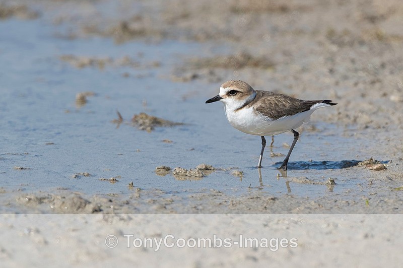 Kentish Plover - Lesvos ~ Wading Birds