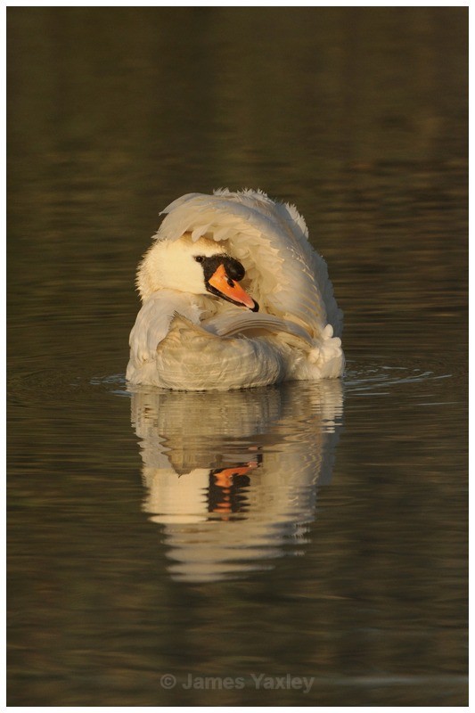 Mute Swan Preening - River Scrape & Lake