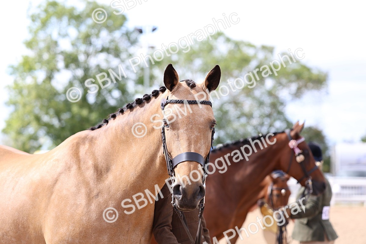 SBM_15422 - Class 312 - IH Competition Horse-Pony
