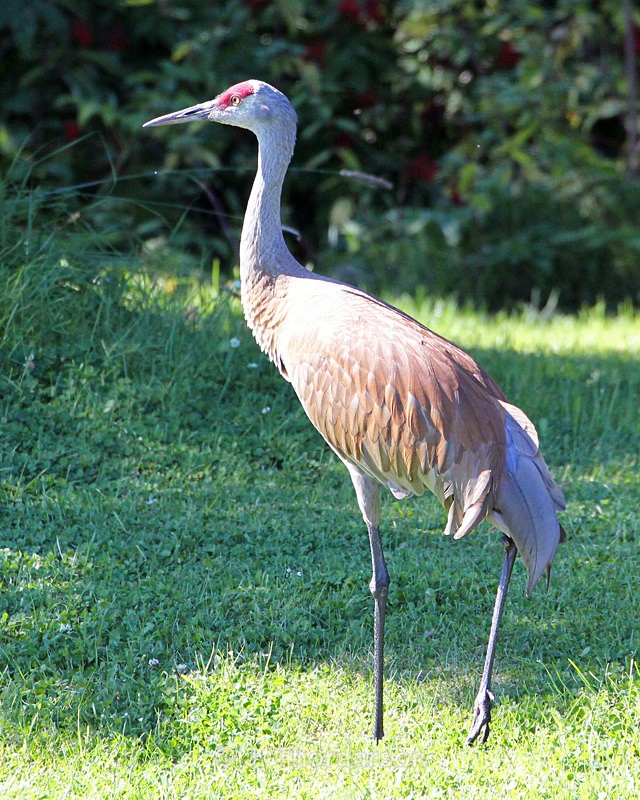  - Sandhill Cranes
