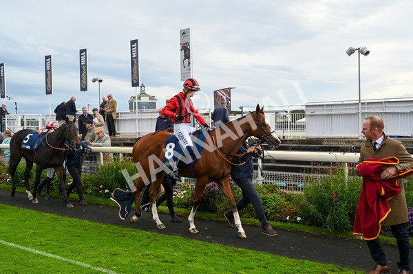 131023-Race 4-Hafeet Alain-7889 - Race 4 3.50pm William Hill Autumn Mile Handicap