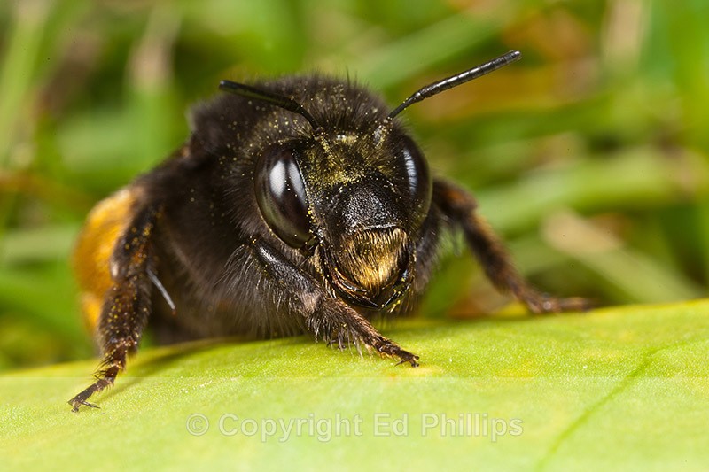 Anthophora plumipes (f) - Anthophora plumipes