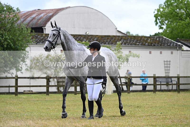 WJ7_6228 - Class 4a Prettiest Mare over 14hh