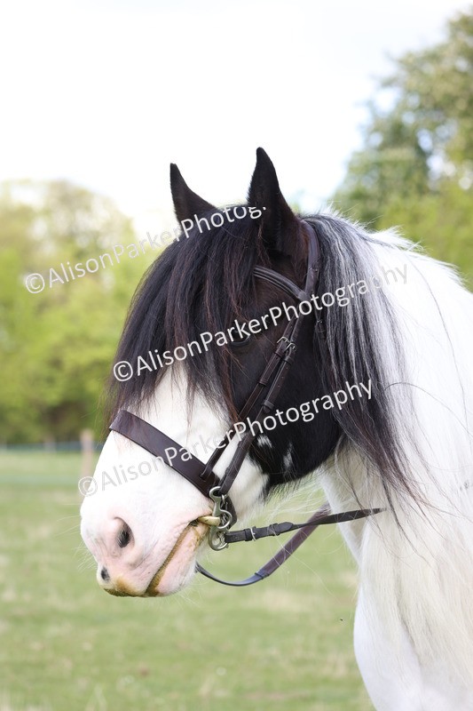 20250427-4095 - Class 34 - Best Riding Horse Over 14.2hh